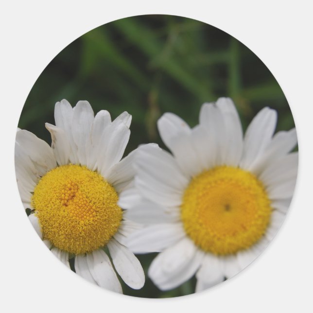 Daisies Won't Tell Classic Round Sticker (Front)