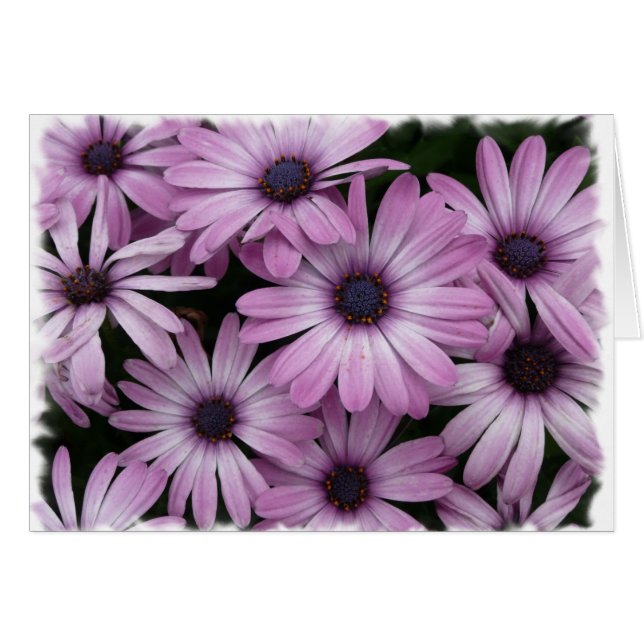 Daisy (Front Horizontal)