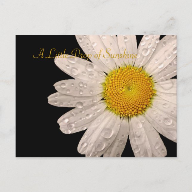 Daisy "A little drop of sunshine" postcard (Front)