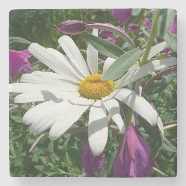 Daisy and Fireweed Wildflower Stone Coaster (Front)