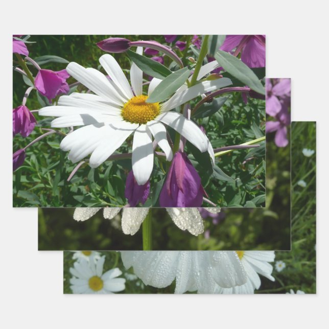 Daisy and Fireweed Wildflower Wrapping Paper Sheet (Set)