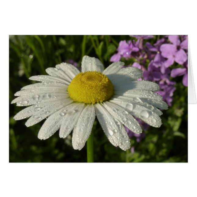 Daisy and Summer Lilac Wildflower (Front Horizontal)