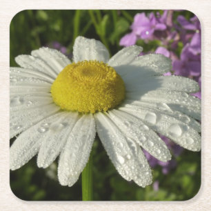 Daisy and Summer Lilac Wildflower Square Paper Coaster