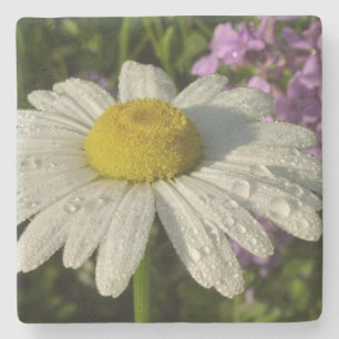 Daisy and Summer Lilac Wildflower Stone Coaster
