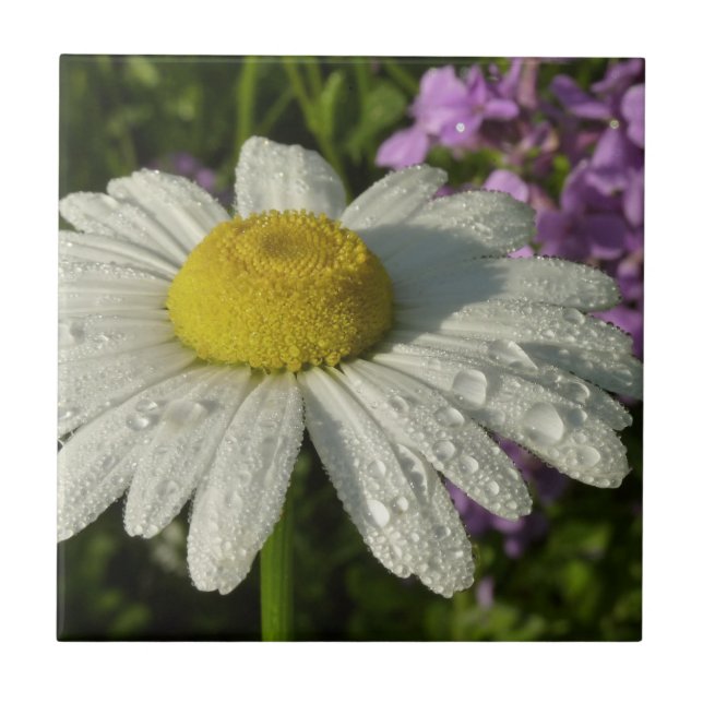 Daisy and Summer Lilac Wildflower Tile (Front)