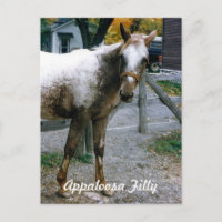 "Daisy" Appaloosa Filly