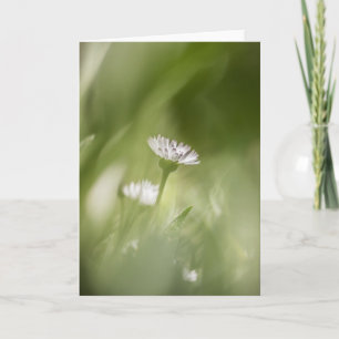 Daisy Blossom nature photo Card