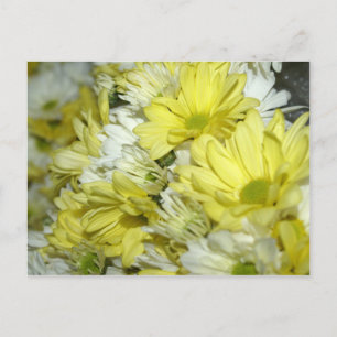 Daisy Bouquets Postcard