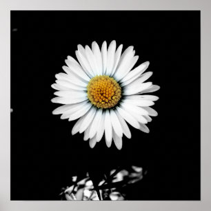Daisy Canvas Print