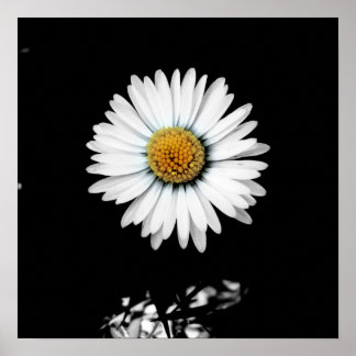Daisy Canvas Print