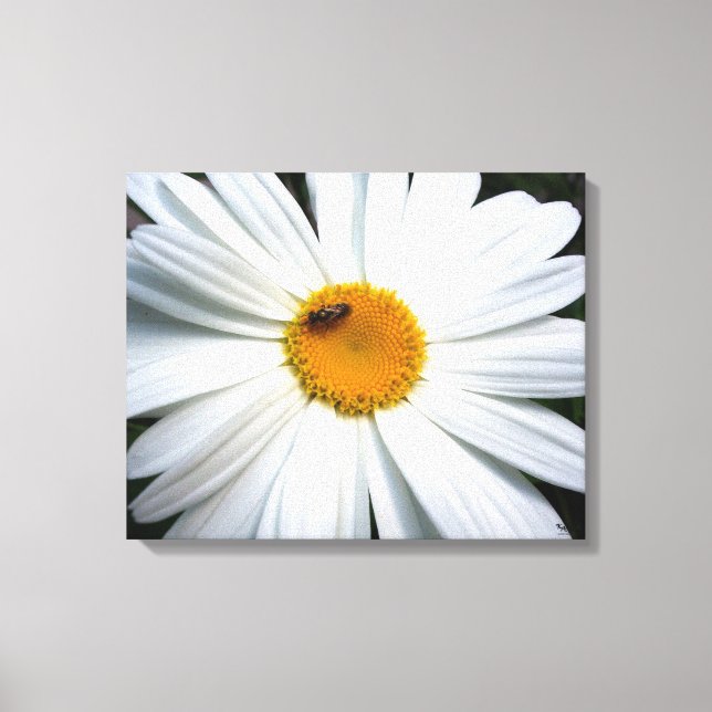 Daisy Canvas Print (Front)