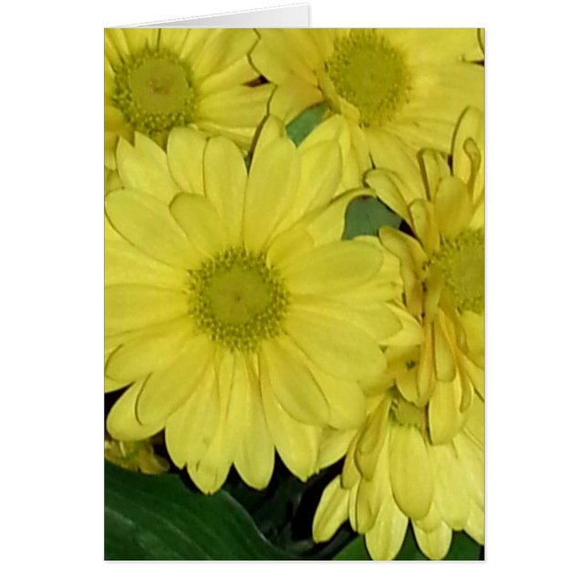 Daisy Card (blank inside) (Front)