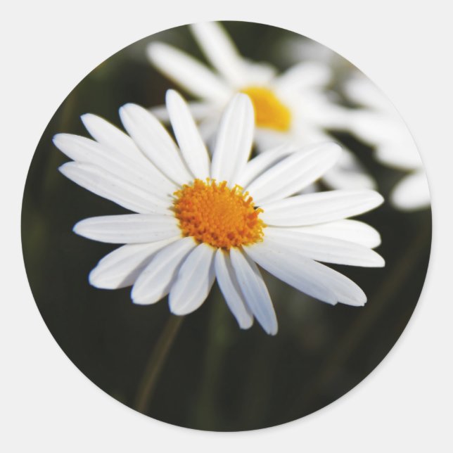 Daisy Classic Round Sticker (Front)
