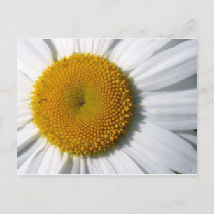 Daisy Close-Up Postcard