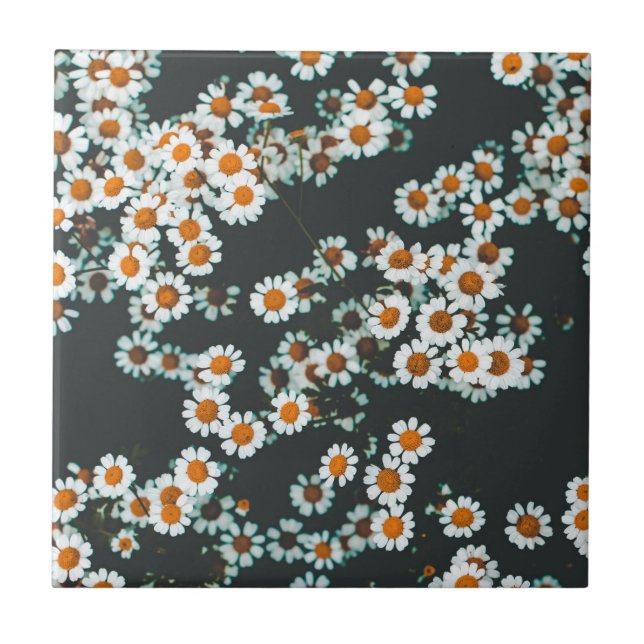 Daisy Daisies Floral Ceramic Tile (Front)