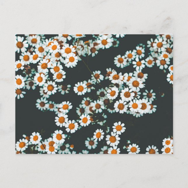 Daisy Daisies Floral Postcard (Front)
