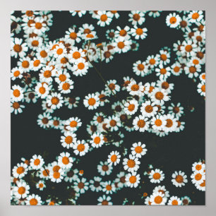 Daisy Daisies Floral Poster