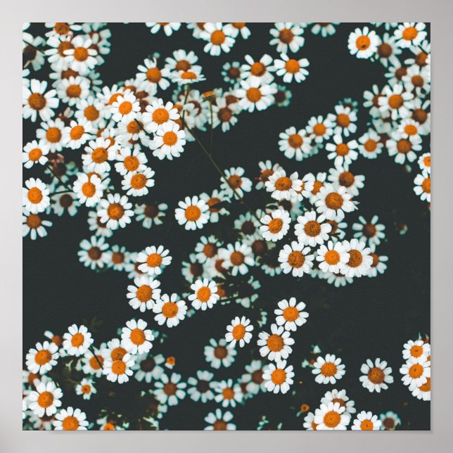 Daisy Daisies Floral Poster (Front)