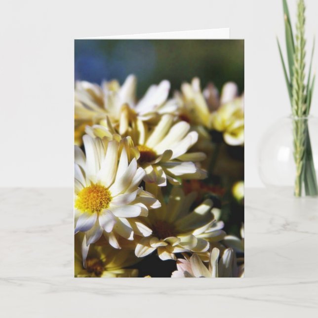 Daisy Daisies Flowers Card (Front)