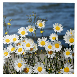 Daisy-Daisy Ceramic Tile