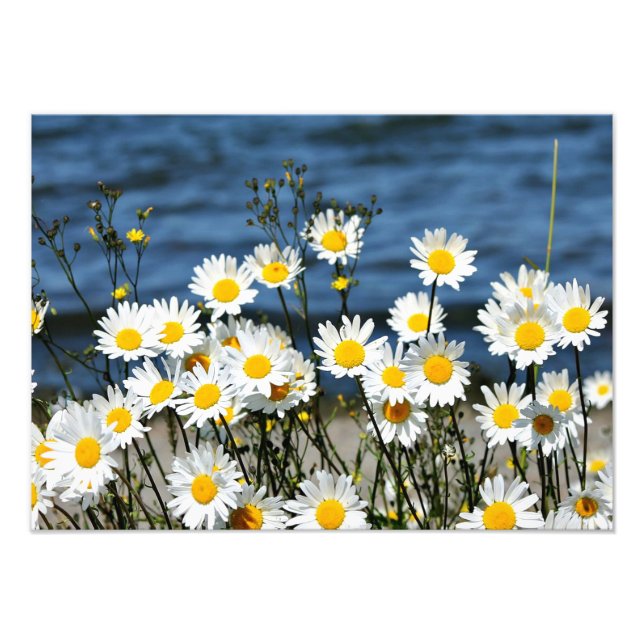 Daisy-Daisy Photo Print (Front)