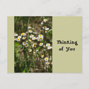 Daisy, Daisy Postcard