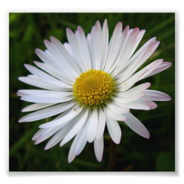 Daisy Darkness Photo Print (Front)