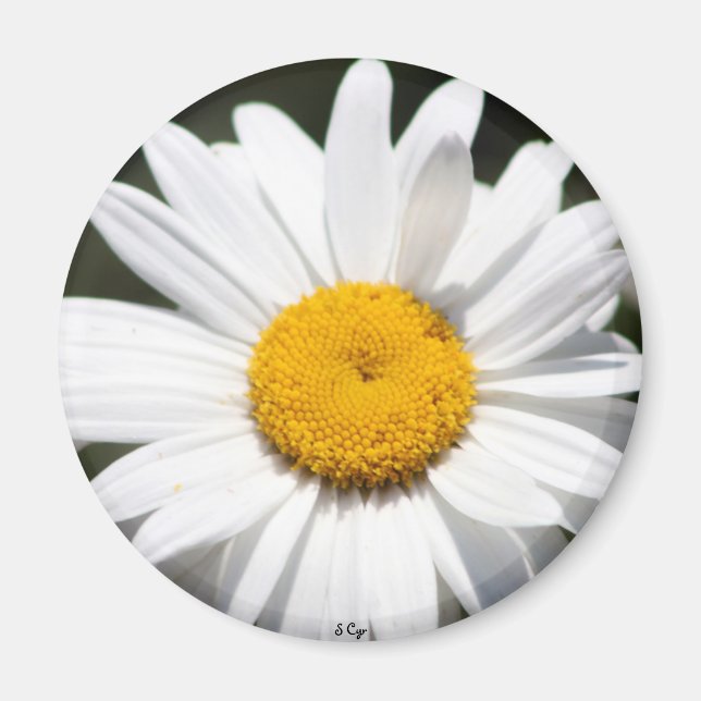 Daisy Darling Magnet (Front)