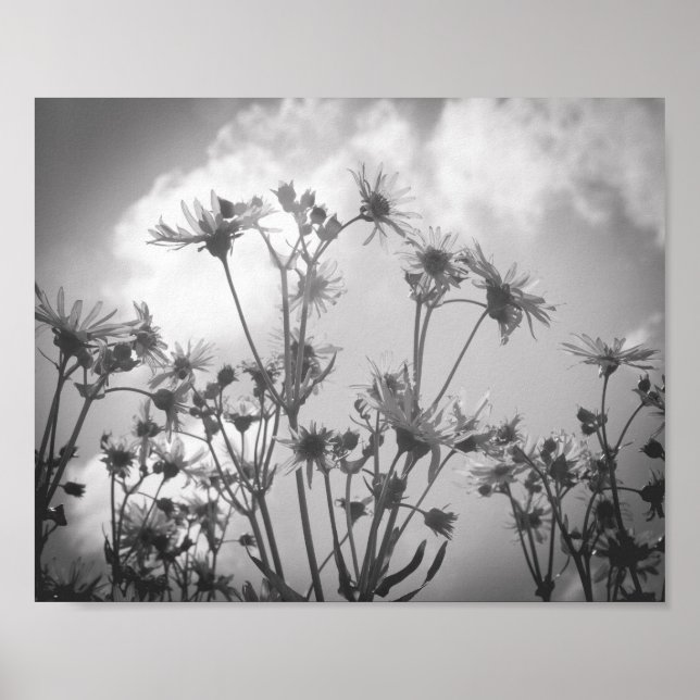 Daisy Day Black and White Daisies Flower Archival Poster (Front)