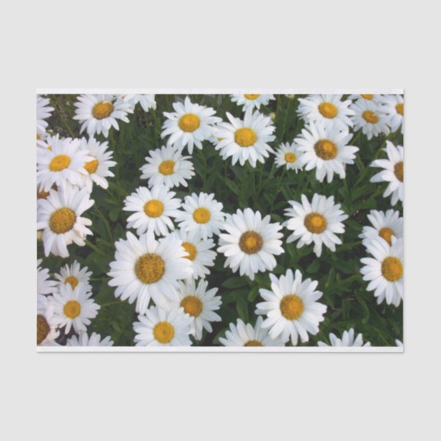 Daisy Delight Tissue Paper (Front)