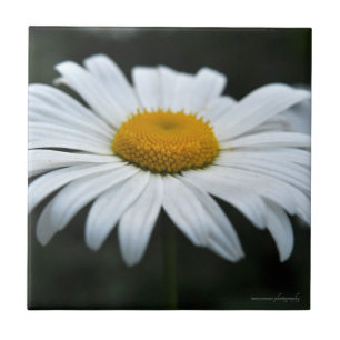 Daisy - Face Up Ceramic Tile