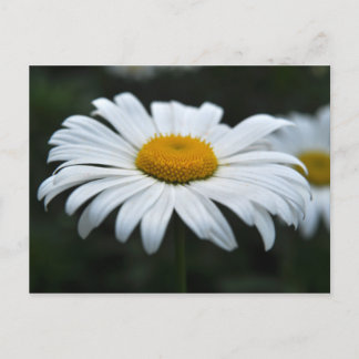 Daisy - Face Up Postcard