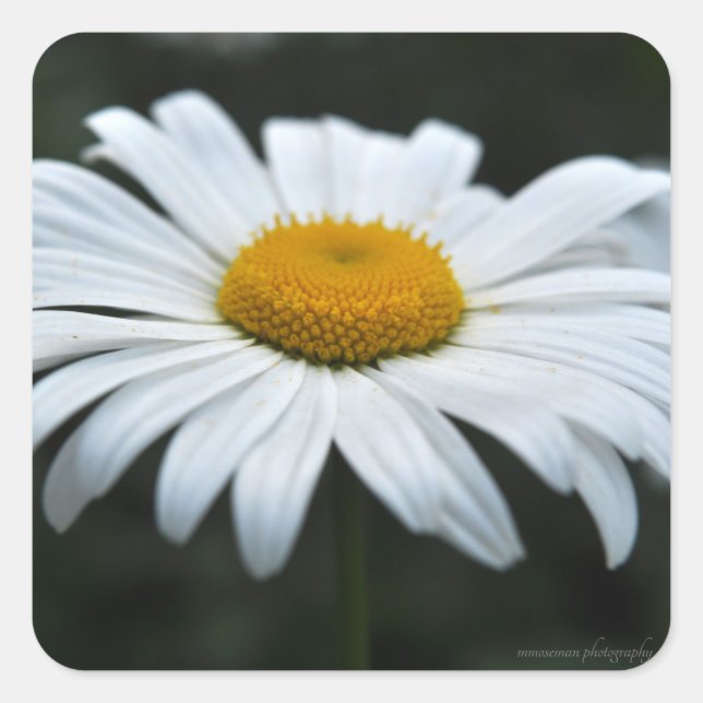 Daisy - Face Up Square Sticker (Front)