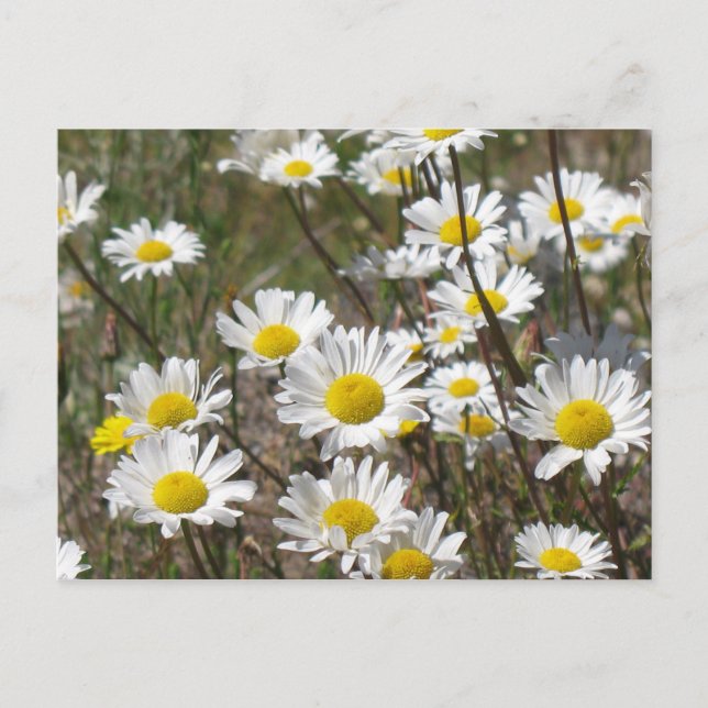 Daisy Field Postcard (Front)