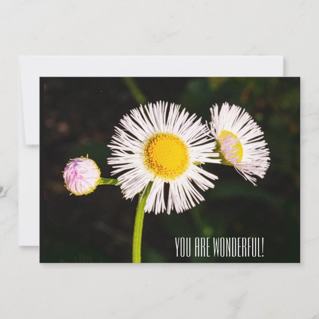 Daisy fleabane flower. You are wonderful! Thank You Card (Front)