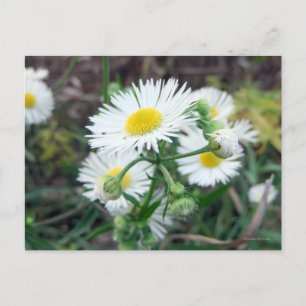Daisy Fleabane Horizontal Postcard
