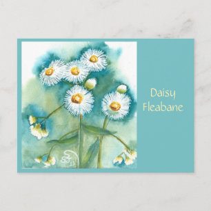 Daisy Fleabane Post Card