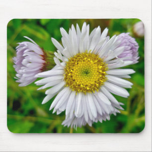 Daisy Fleabane Wildflower Mousepad