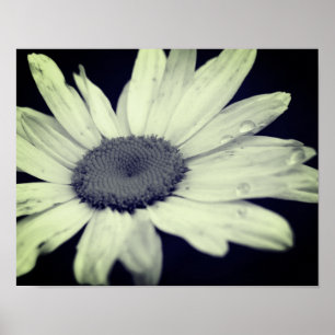 Daisy Flower Black And White  Poster