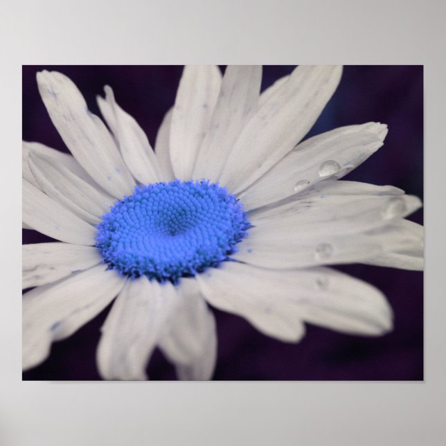 Daisy Flower Blue Centre Raindrops Abstract Poster (Front)