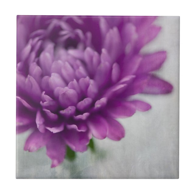 Daisy Flower ceramic tile in Purple and gray (Front)