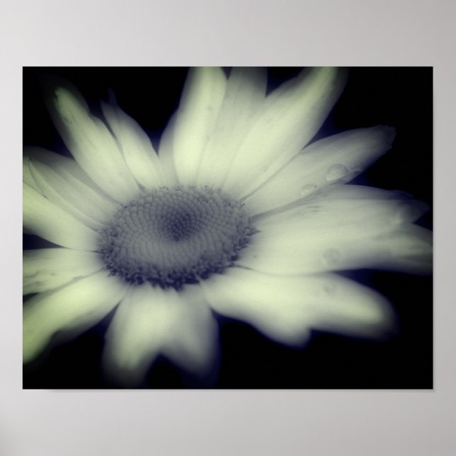 Daisy Flower Close Up Black And White  Poster (Front)