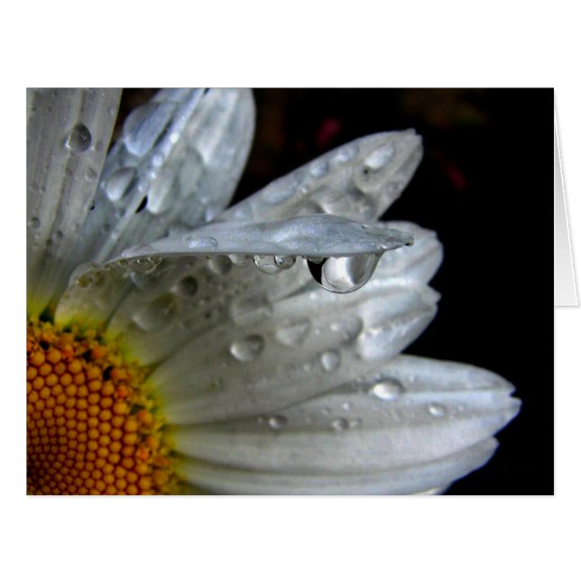 Daisy Flower Macro (Front Horizontal)