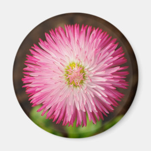 Daisy Flower - Magnet