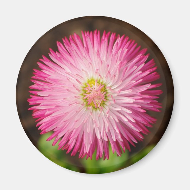 Daisy Flower - Magnet (Front)