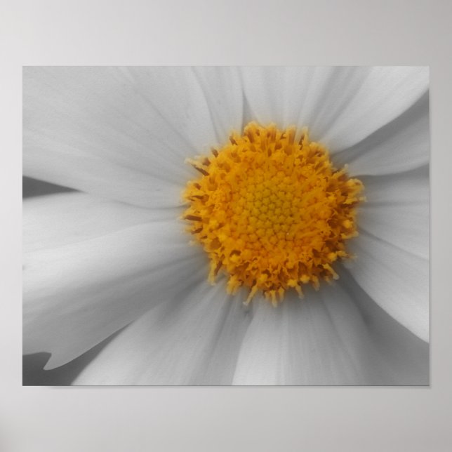Daisy Flower Petals Partial Colour Poster (Front)