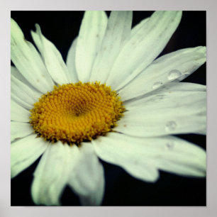 Daisy Flower Petals With Raindrops Poster