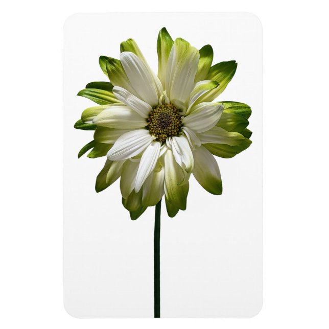 Daisy Flower Photo Magnet (Vertical)