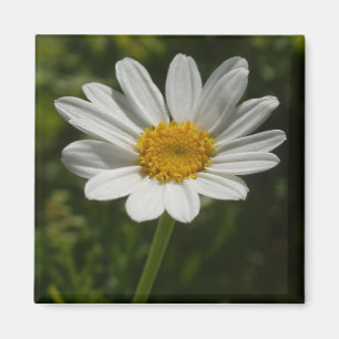 Daisy Flower Photo Magnet