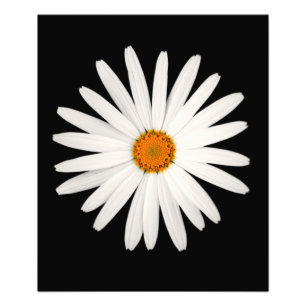 Daisy flower photo print
